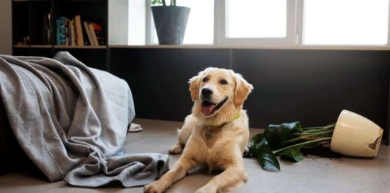 Daños de mascotas en el piso de alquiler